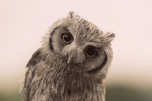owl
