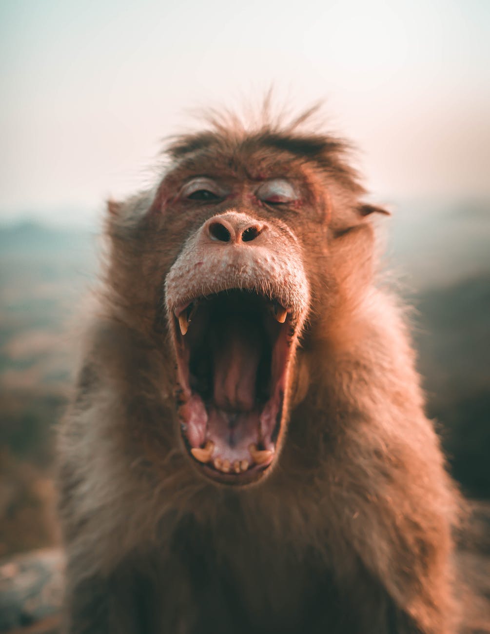 selective focus photo of brown monkey